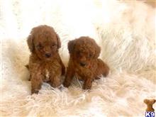 maltipoo puppy posted by TINY PUPPIES